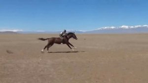 The fastest horse Naiman-tori!!! Самый быстрый скакун!!! Найманның шабысы