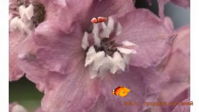 Дельфиниум высокий Черри Блоссом Вайт Би ? обзор: как сажать, семена дельфиниума смотреть онлайн