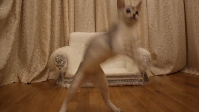 Silver abyssinian смотреть онлайн