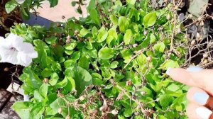 РАСКРЫВАЮ СЕКРЕТ!СОХРАНИТЬ ПЕТУНИЮ ПРОЩЕ ПРОСТОГО!