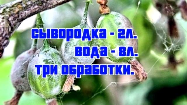 Мучнистая роса. Профилактика и меры борьбы