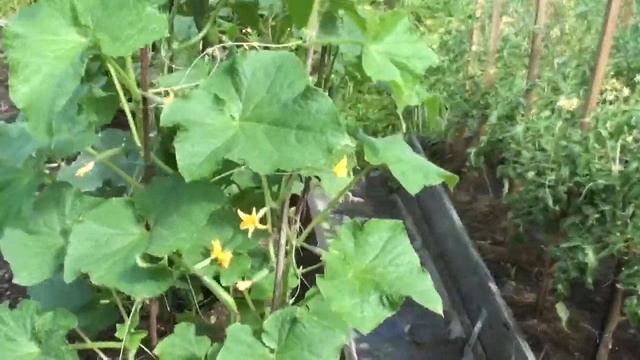 Огурцы Зена и Бимбо Стар рассадой смотреть онлайн