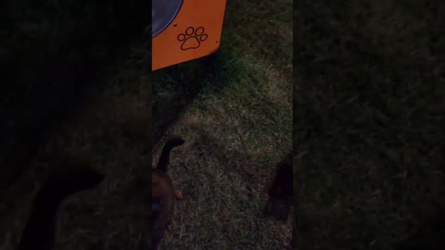 Большие и маленькие собаки хорошо ладят между собой. Дрессировка двух собак. Грифон, Пти-брабансон смотреть онлайн