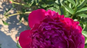 .Paeonia 'Rosa Klose' - ЮТУБ : ПІВОНІЇ - ВСЕ ПРО НИХ