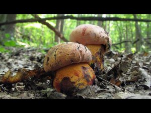 Сбор боровиков. ЭТО НАДО ВИДЕТЬ! Большой урожай грибов .