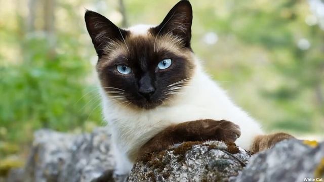 Сиамская кошка: Всё о породе. Плюсы и минусы. смотреть онлайн