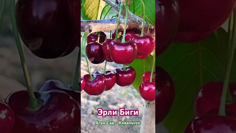 Эрли Биги - ранняя черешня Агро Сад - Ковальчук