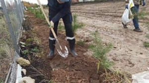 Сажаем сосны. We plant pine trees #посадкадеревьев #сосны #саженцы