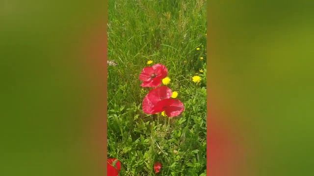 #Работа и #зарплата в #Нидерландах. За что и сколько? ?