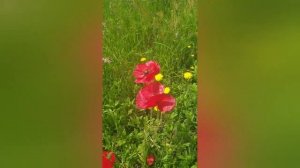 #Работа и #зарплата в #Нидерландах. За что и сколько? ?