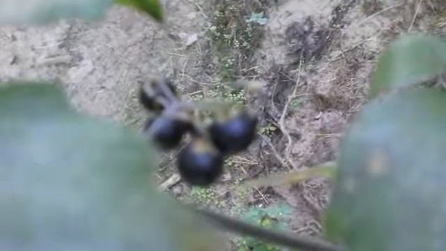 Про паслён картинки смотреть онлайн