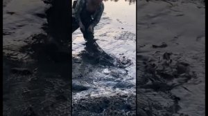 Вылов рыбы бреднем на сливаемом пруду у цирка в центре города.