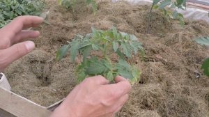 пасынки на томатах как их распознать и как удалить и самое главное когда!!!