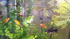 Пецилии, Содержание, уход, кормление, размножение, аквариум