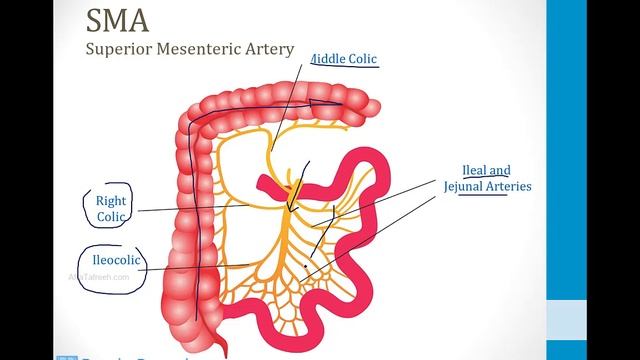 Гастроэнтерология USMLE - 1. Анатомия - 3.Кровоснабжение желудочно-кишечного тракта