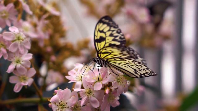 Духовная музыка проникает глубоко в мою душу - Отличная расслабляющая музыка смотреть онлайн