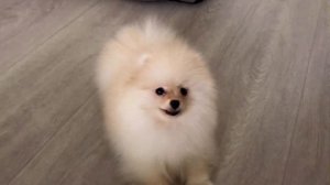 КАК НАУЧИТЬ СОБАКУ КОМАНДЕ МОЖНО/НЕЛЬЗЯ? Померанский шпиц.