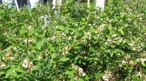 Голубика садовая. Самый лучший сорт. Советы начинающим.