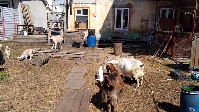 #козы#выпускники#видеомагнитофон#анекдот Друзья! Всем хорошего настроения! ?️ смотреть онлайн