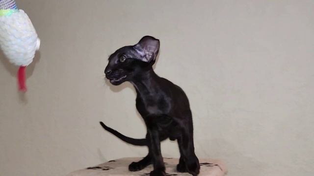 чёрный ориентал #cat #cute #orientalcat #pet #котики #котята #ориенталы #черныйкот #blackcat #black