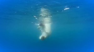 Белый медведь ест рыбу, играет в снегу, плавает .