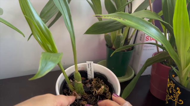 Zygo Carecollab video of how I grow Zygopetalum orchids in my home, hope you enjoy it.. смотреть онлайн