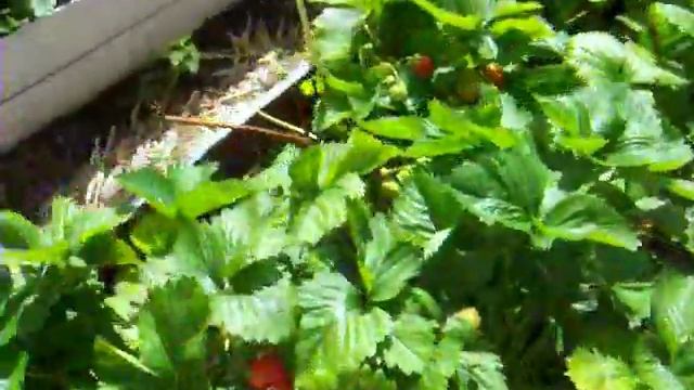 Садовая земляника 2012г.Garden.Советы огородникам. смотреть онлайн