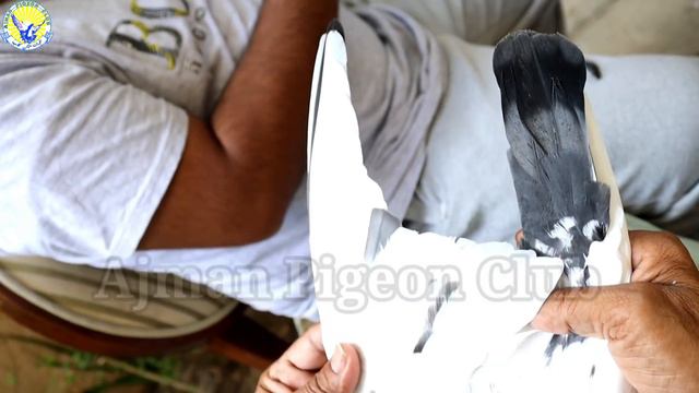 Ustad Farooq AbdulKarim|Behtreen Breeder Kabotaron|Shouq|Ustad Safdar Bajwa|Main Breeder Pairs|Info