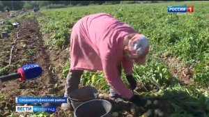 На волгоградских полях начали собирать ранние сорта картофеля