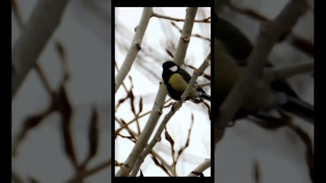 Звук природы. Пение птиц, шум ветра