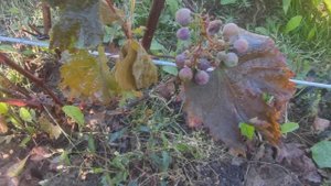Сорт винограда П 26 в Ленинградской области. 11.09.2022