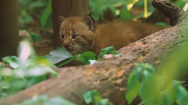 Красная рысь-домашний охотник и эксперт в ловле кроликов и грызунов! смотреть онлайн