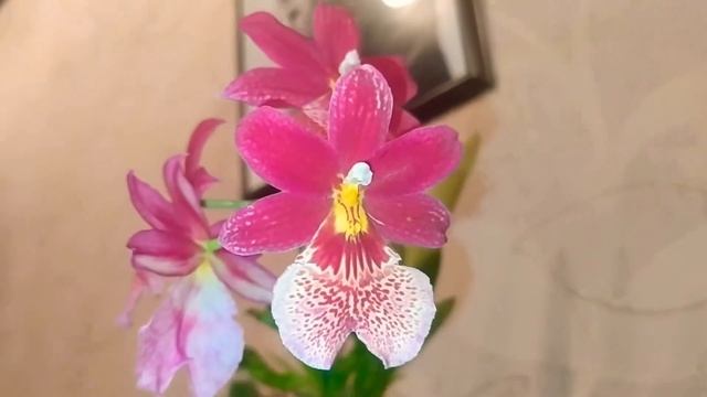 Цветение Мильтонии смотреть онлайн