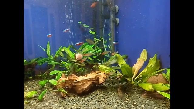 Чихуахуа Маргаритка & аквариумный релакс смотреть онлайн