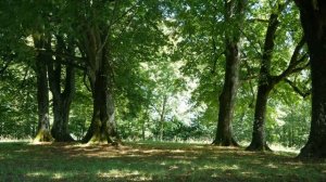 Релакс. Звуки природы, пение птиц, кукушка.