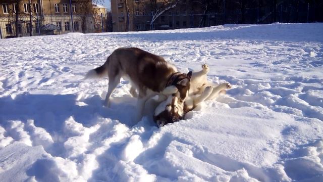 Зима 2014 Салли и Кен гуляем смотреть онлайн