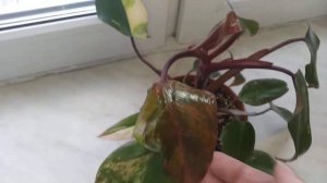 Филодендрон Ред Эмиральд вар.