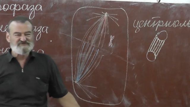 77 Фазы митоза. Центриоль, веретено деления смотреть онлайн