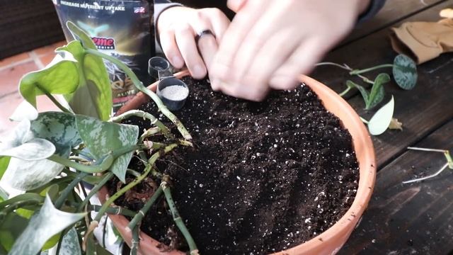 5 Tips for a SUPER BUSHY Pothos Plant! смотреть онлайн