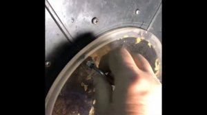 Зелёный ржаной солод своими руками