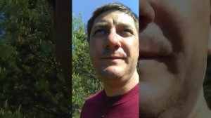 Заготовка почек сосны для КАС - 81