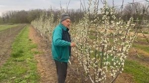 Интенсивный сливовый сад посаженный  по технологии UFO.