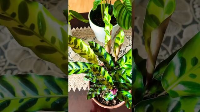 RATTLESNAKE PLANT-Calathea Lancifolia- Calathea’s leave open and close..