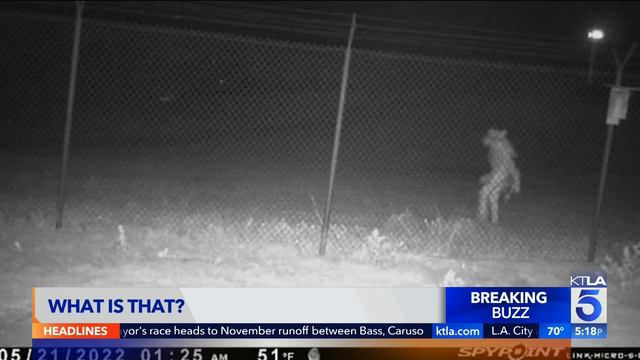 Mystery "Wolfman" creature caught on camera outside Amarillo Zoo смотреть онлайн
