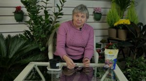 КАК ПОСАДИТЬ ЧЕСНОК ✔️ Зелень в доме ✔️  Посадка чеснока советы садоводам