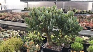 Моя коллекция древовидных Крассул - денежных деревьев