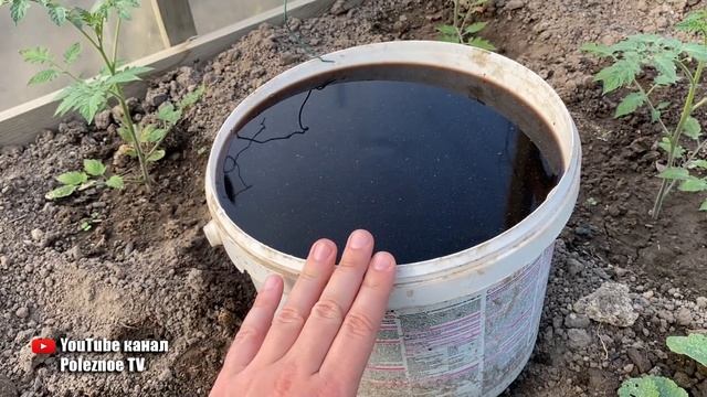 Первая и самая важная подкормка томатов после высадки в грунт