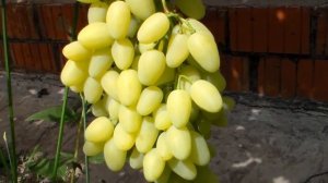 Виноград Зарница