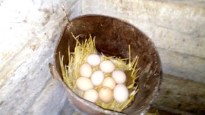 В курятнике -7,но куры стали хорошо нестись!