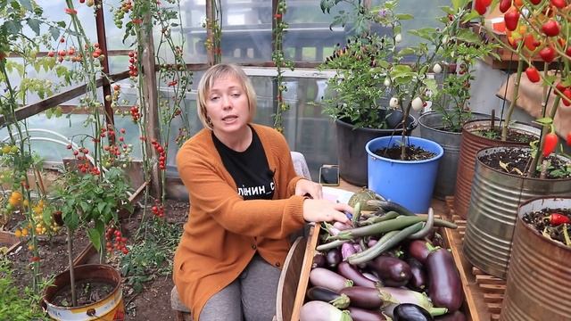 Баклажаны с успехом 100%! Ответы на вопросы зрителей смотреть онлайн